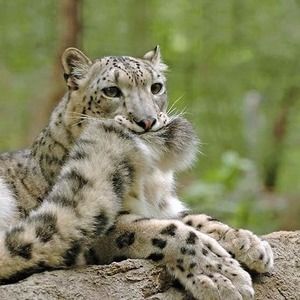 Meet your Posher, Terry